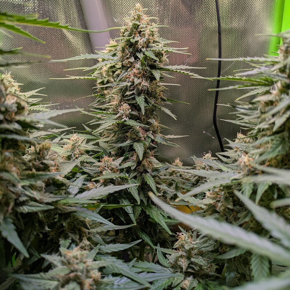 Growreport Bild 54