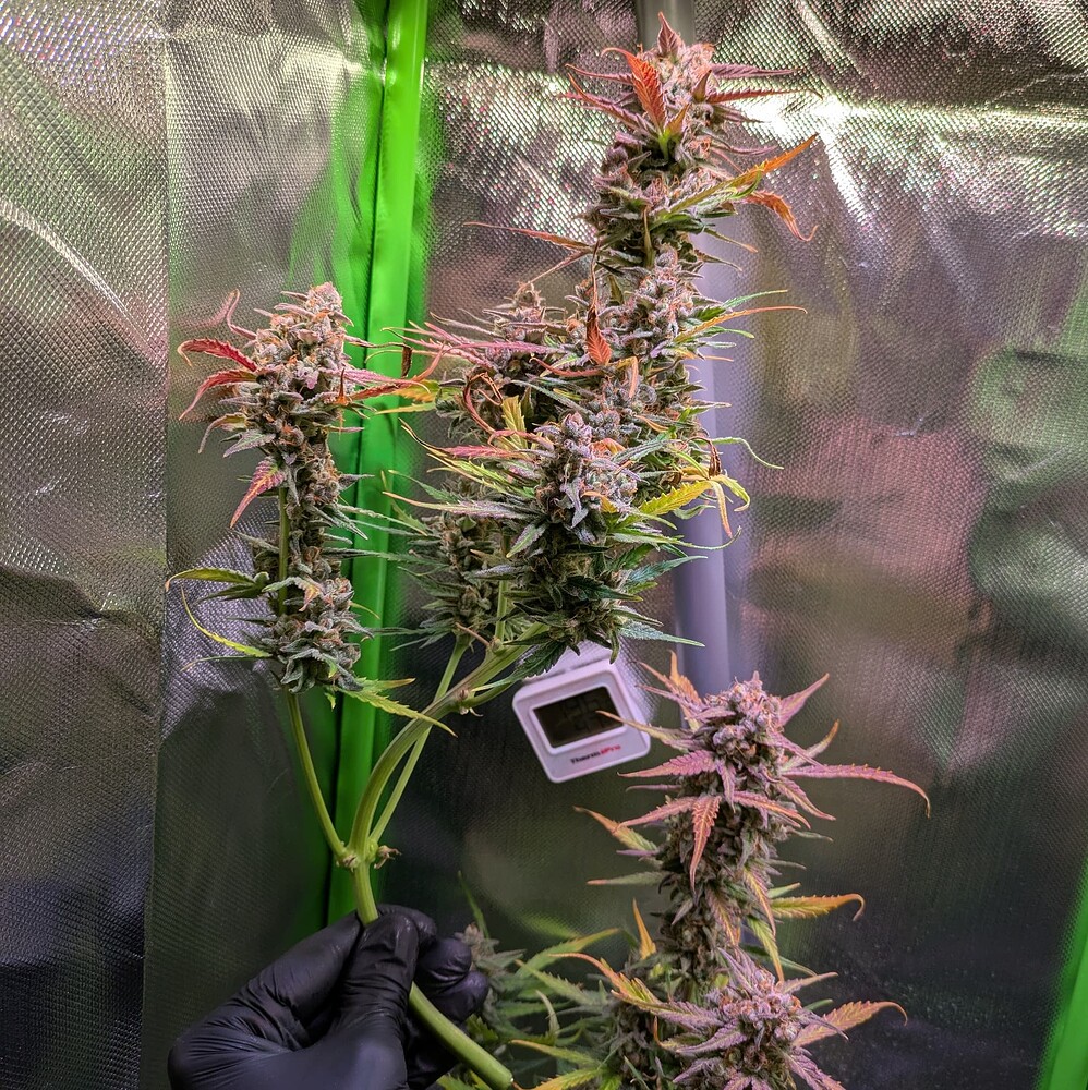 Growreport Bild 14