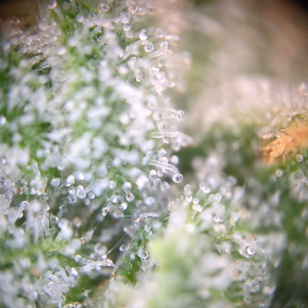 Growreport Bild 18
