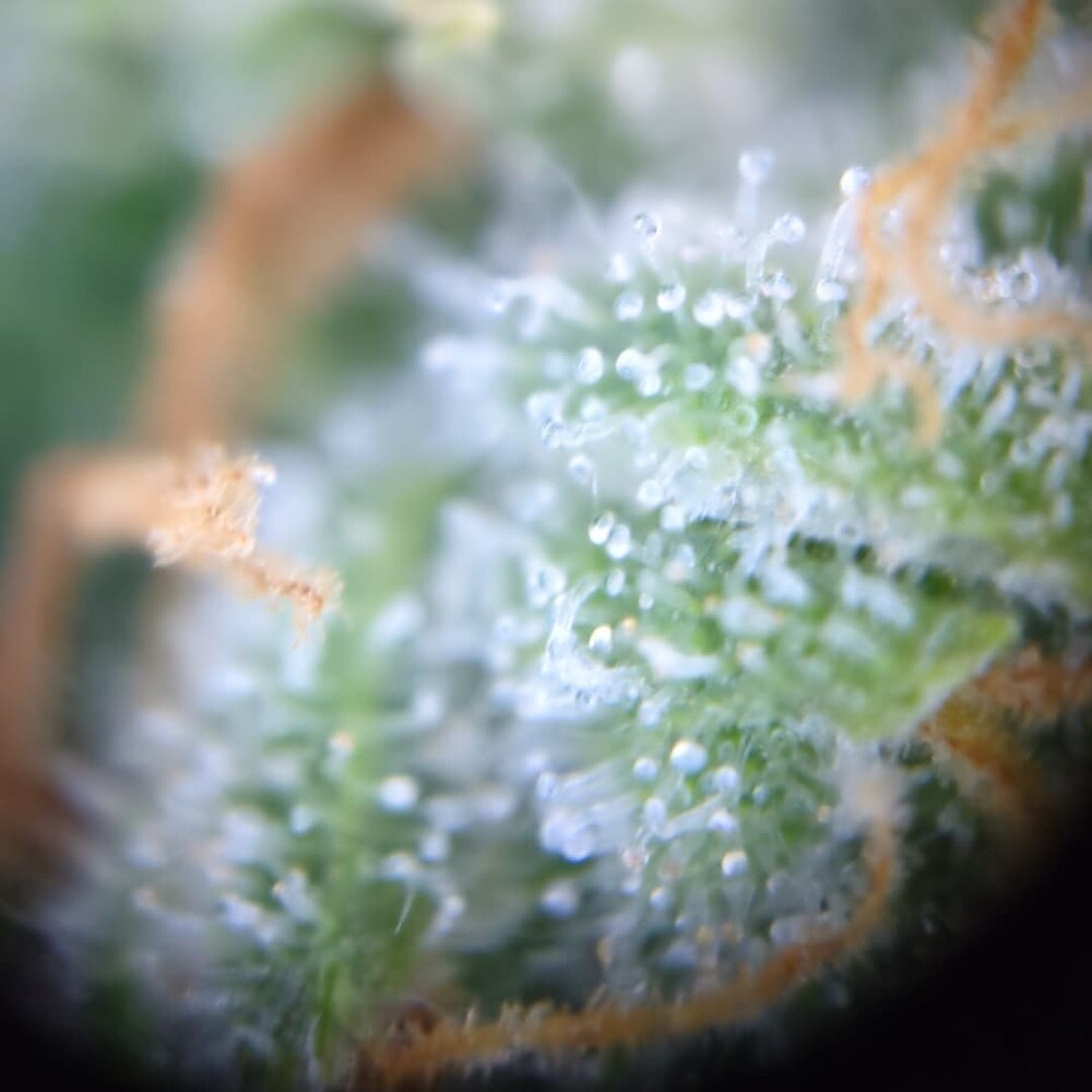 Growreport Bild 20