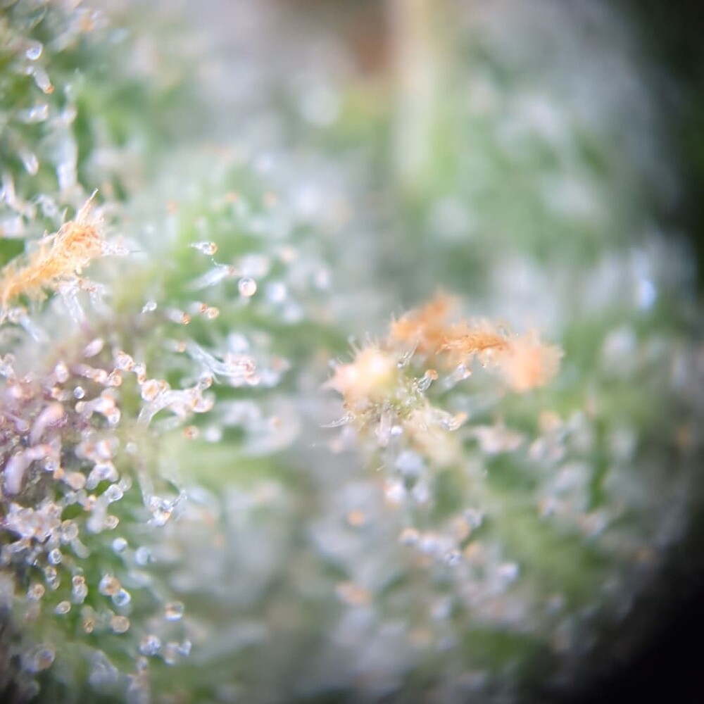 Growreport Bild 11