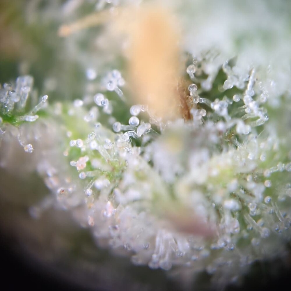 Growreport Bild 28