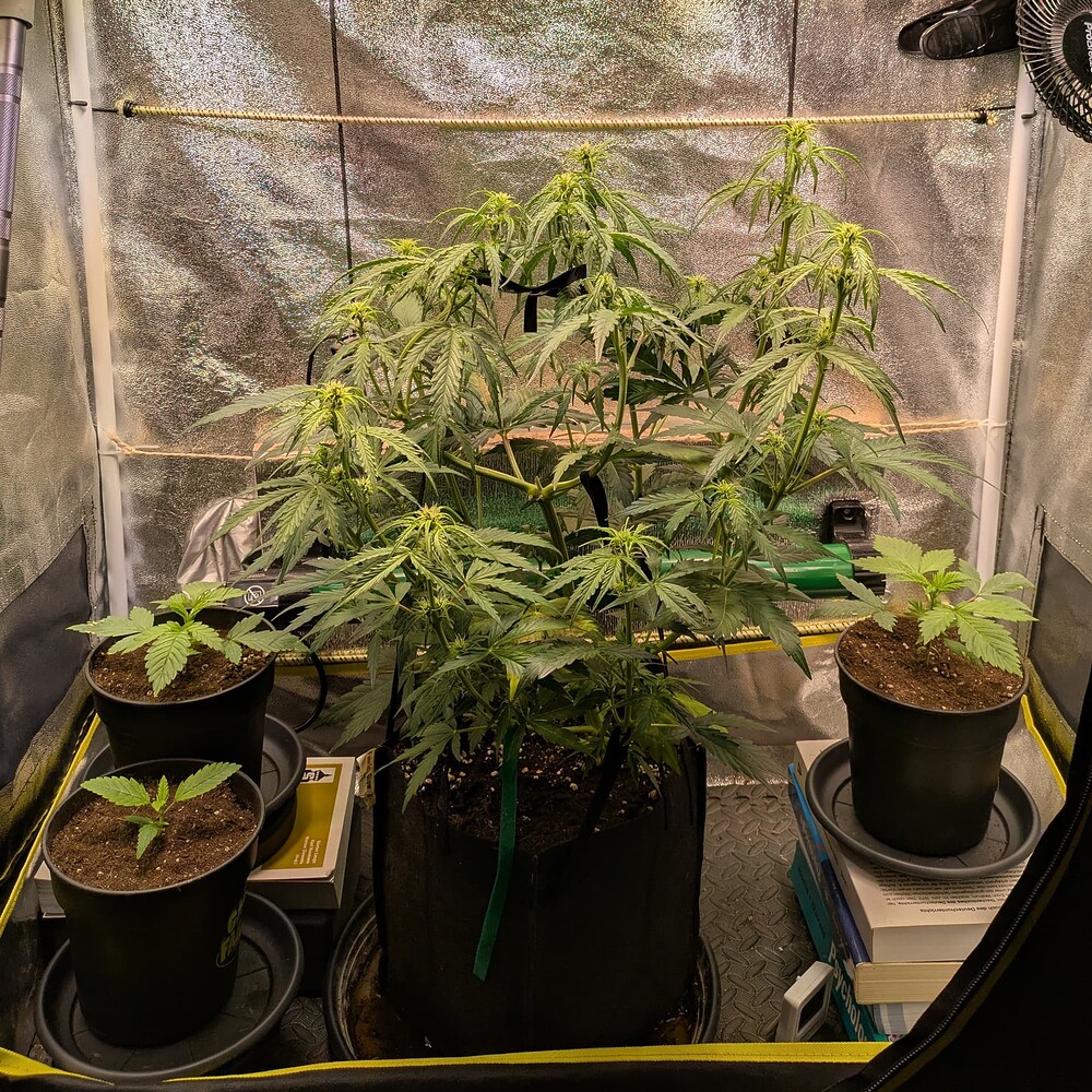 Growreport Bild 5