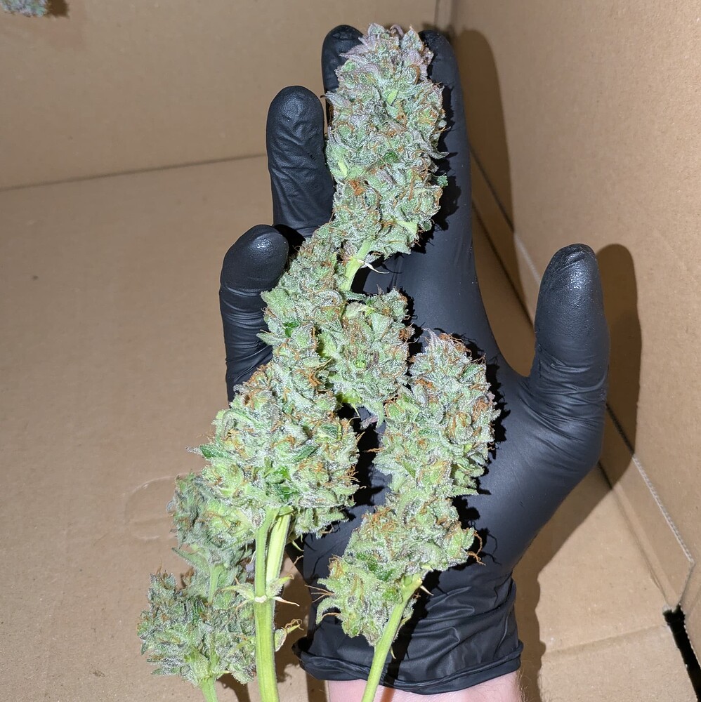 Growreport Bild 15