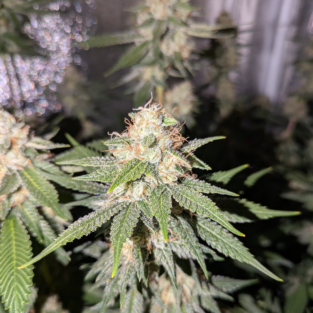 Growreport Bild 2