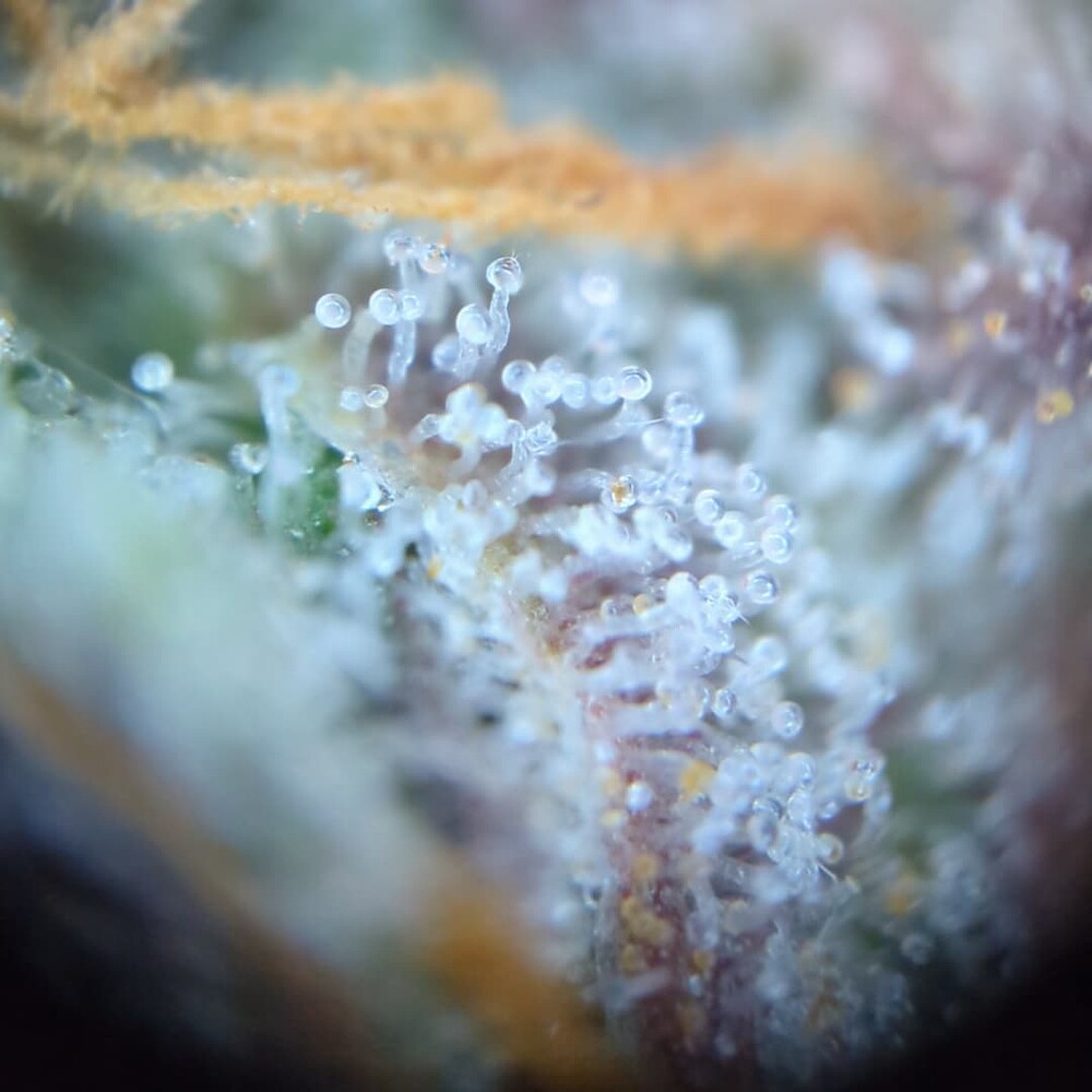 Growreport Bild 17