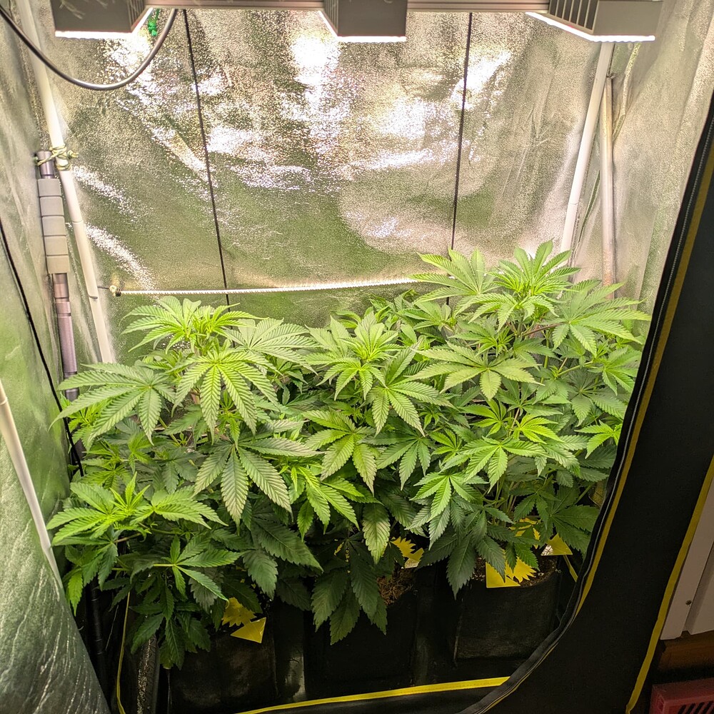 Growreport Bild 11