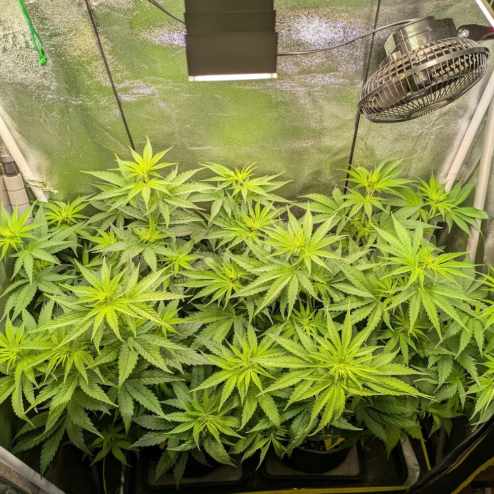 Growreport Bild 28
