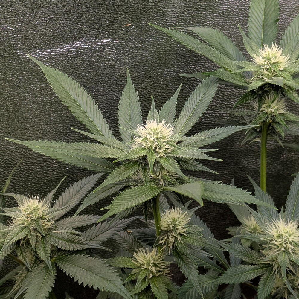 Growreport Bild 10