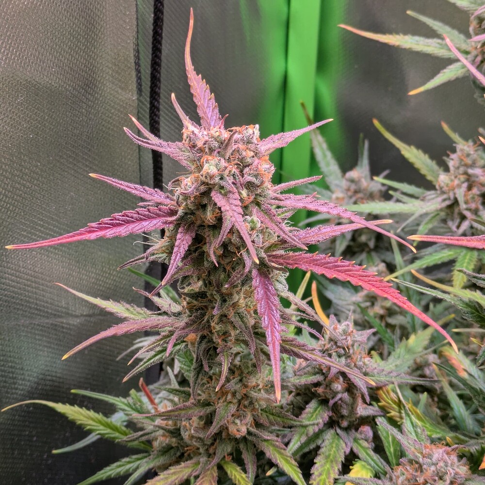 Growreport Bild 7