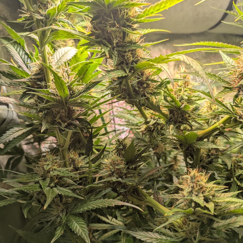 Growreport Bild 49