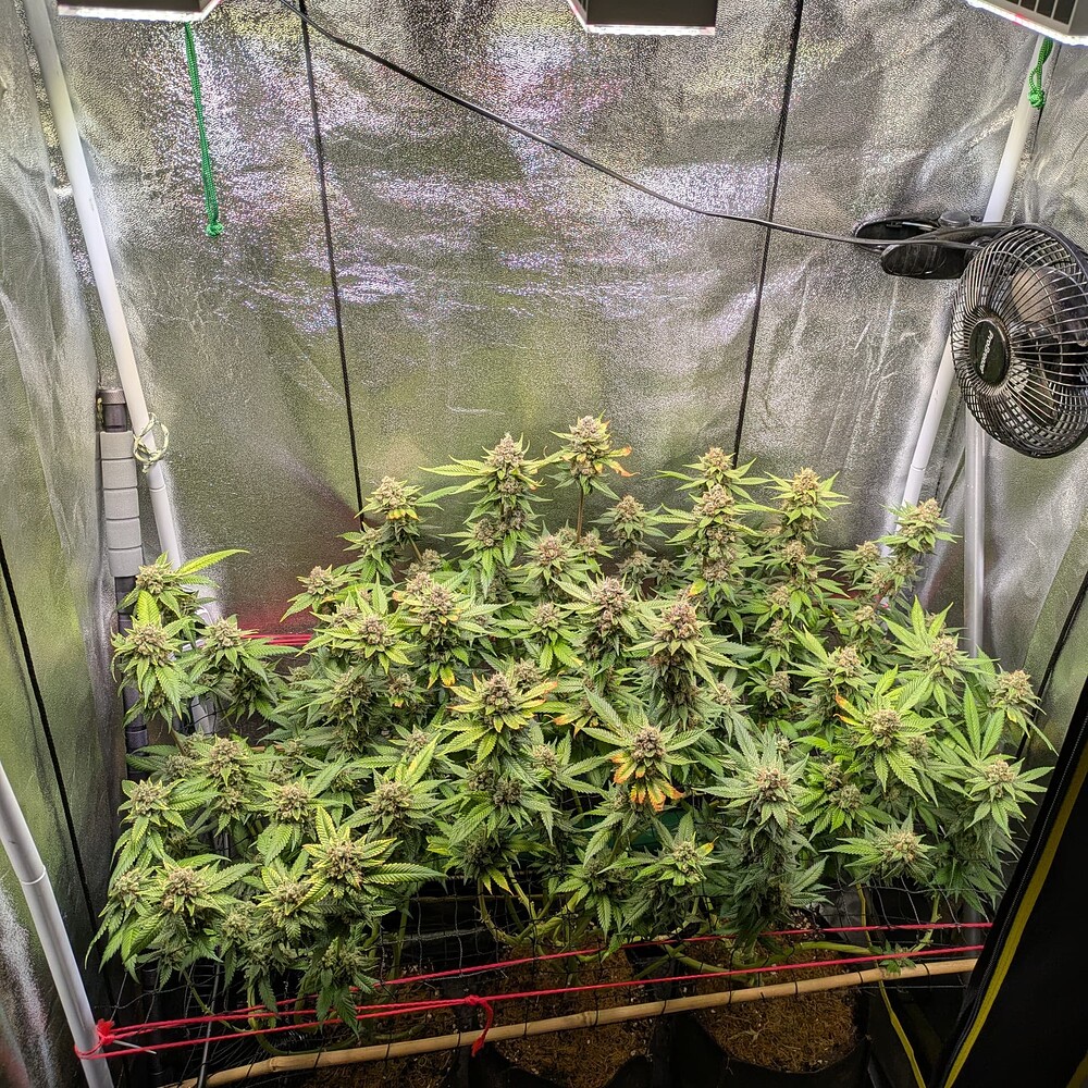 Growreport Bild 16