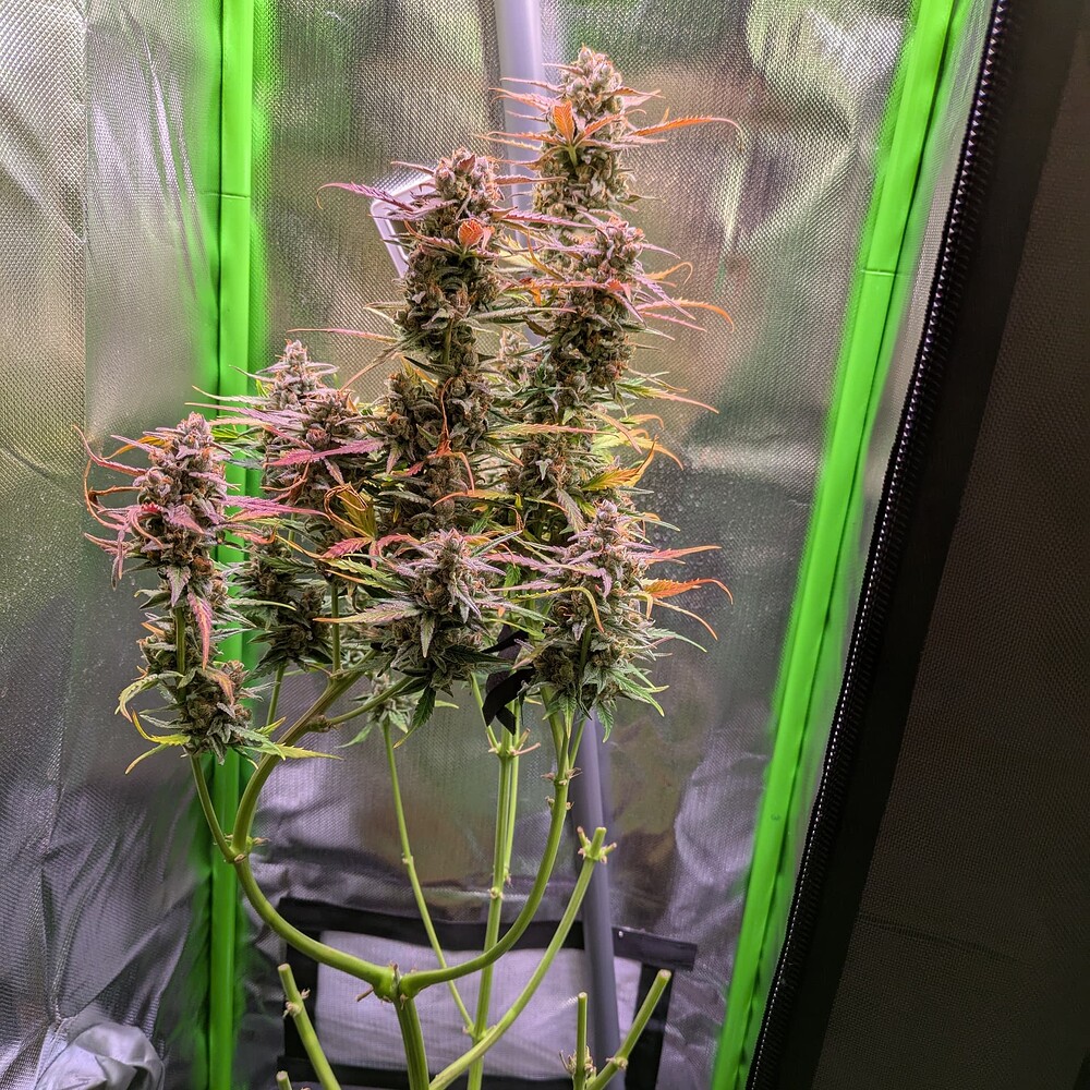 Growreport Bild 13