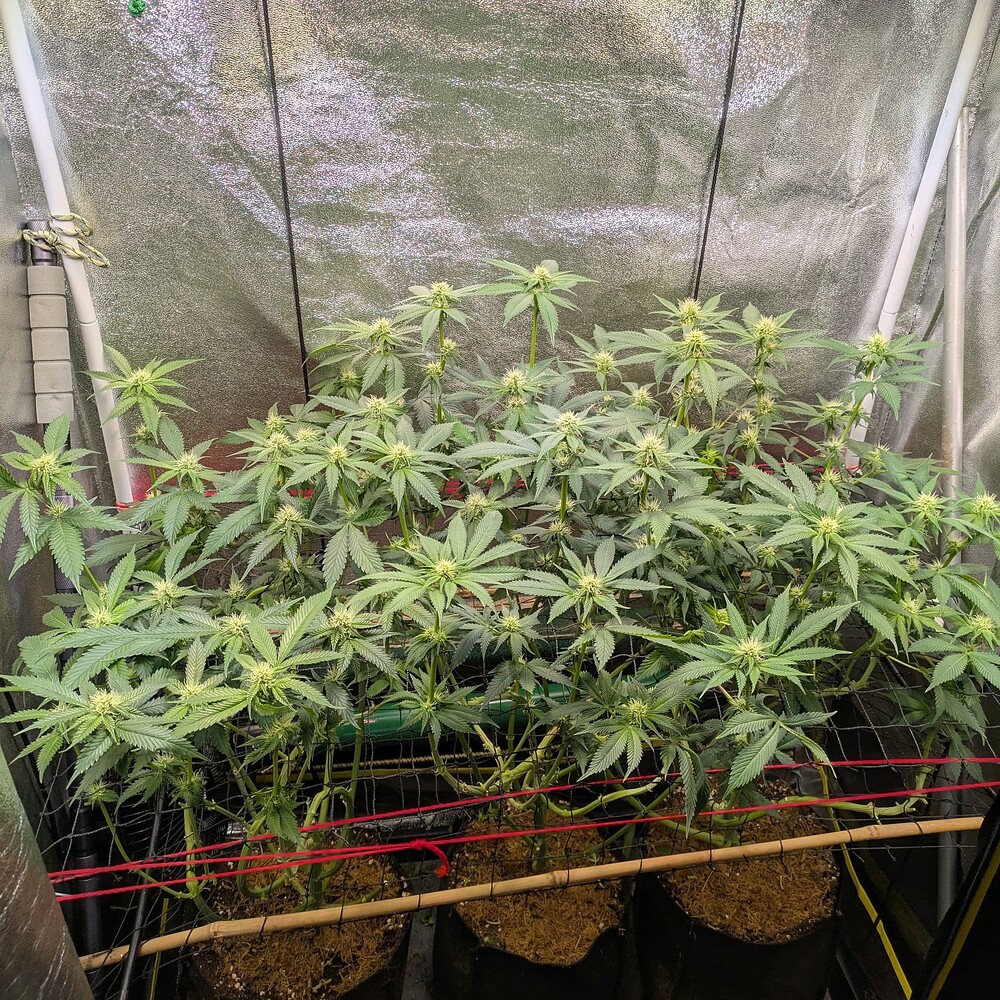 Growreport Bild 4