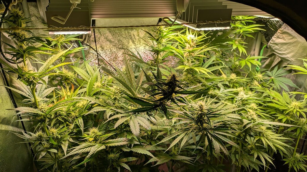Growreport Bild 40