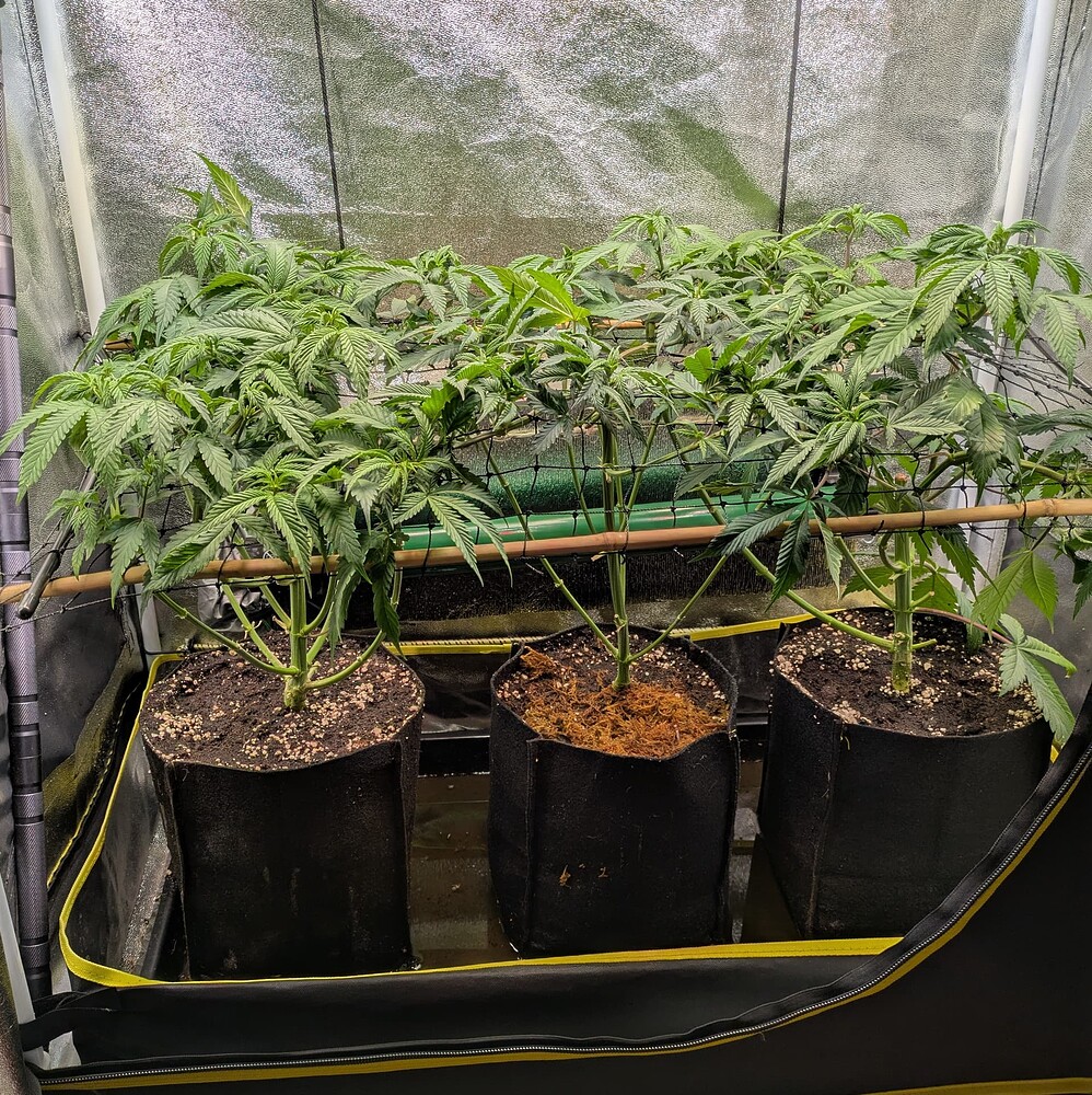 Growreport Bild 6