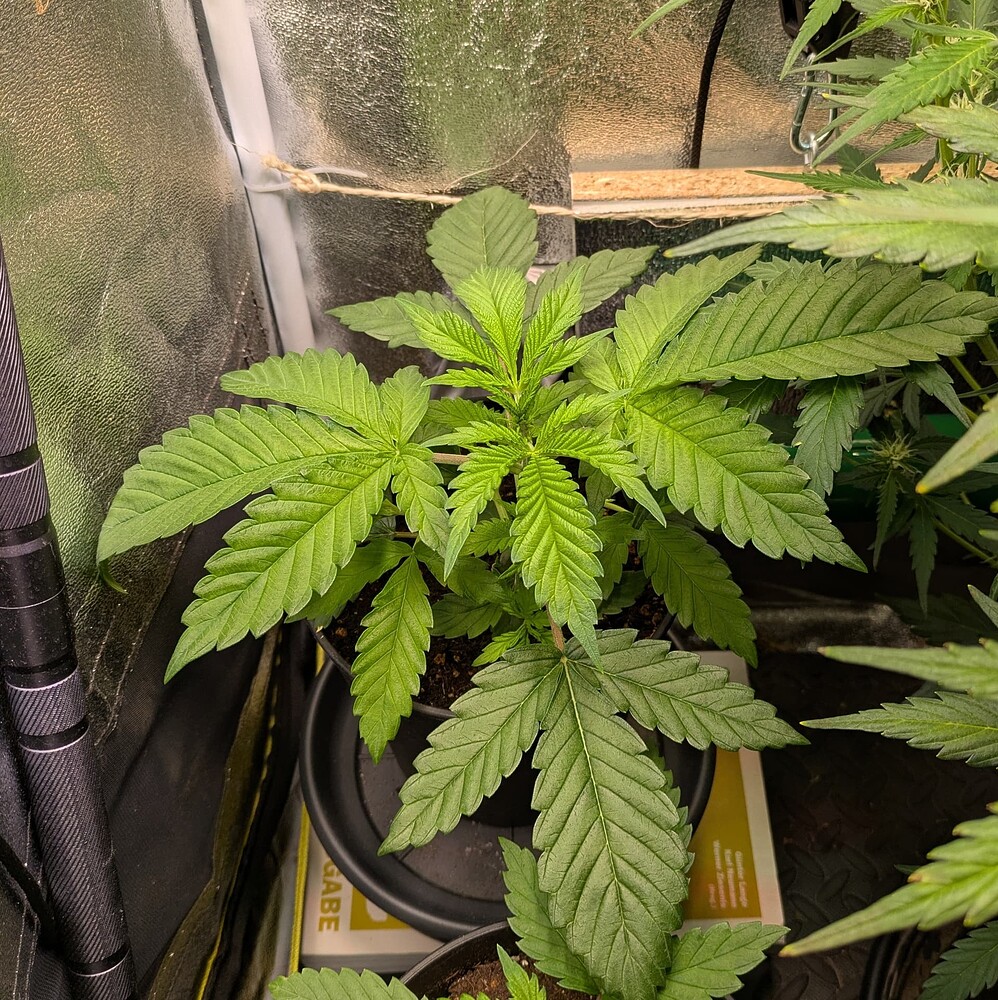 Growreport Bild 23
