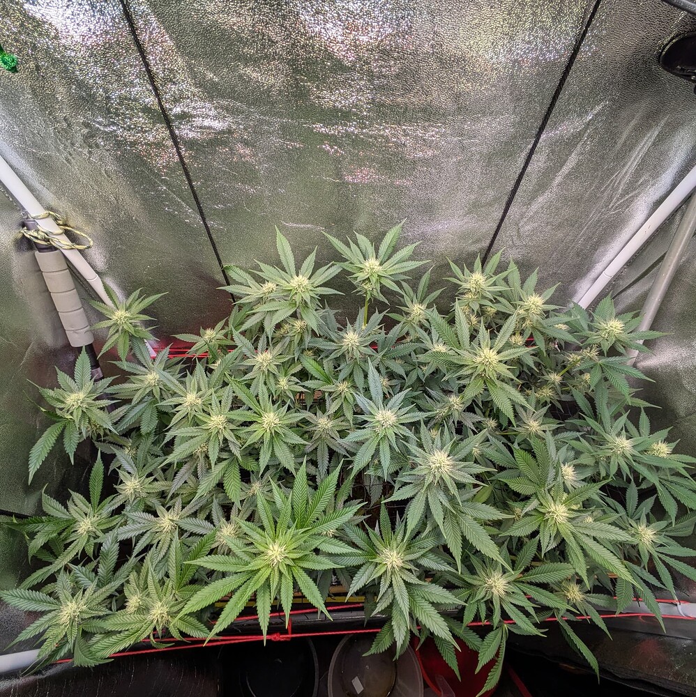 Growreport Bild 6