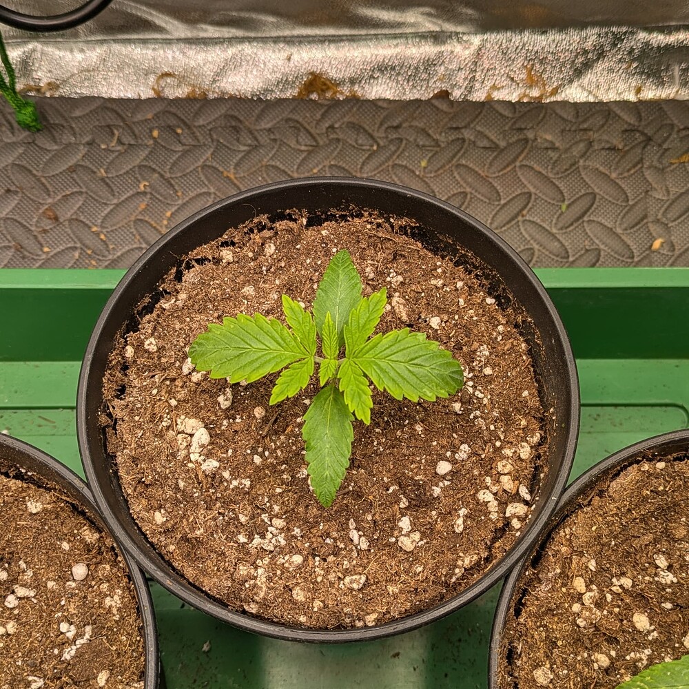 Growreport Bild 23