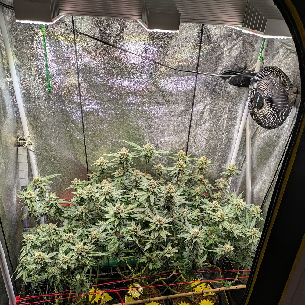 Growreport Bild 4