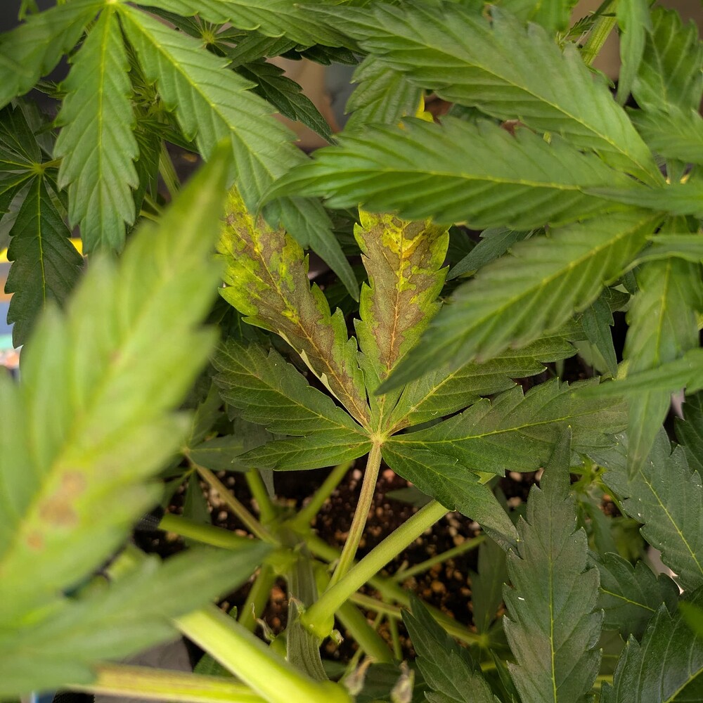 Growreport Bild 9