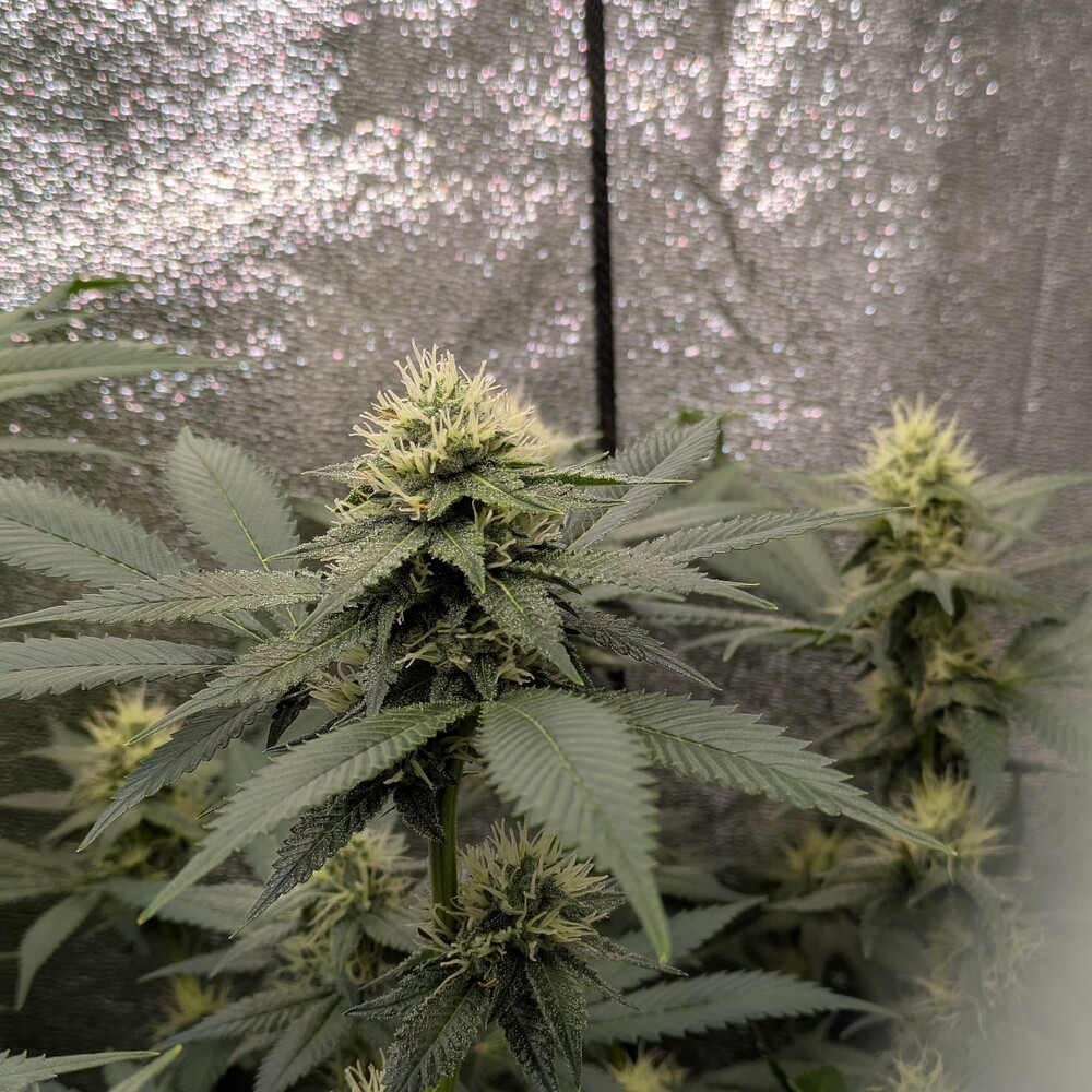 Growreport Bild 6