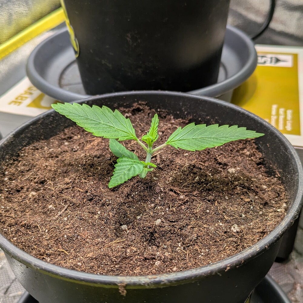 Growreport Bild 17