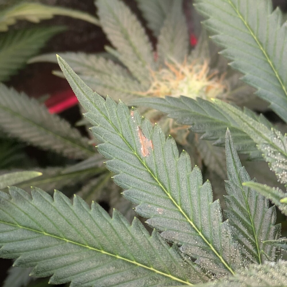 Growreport Bild 11