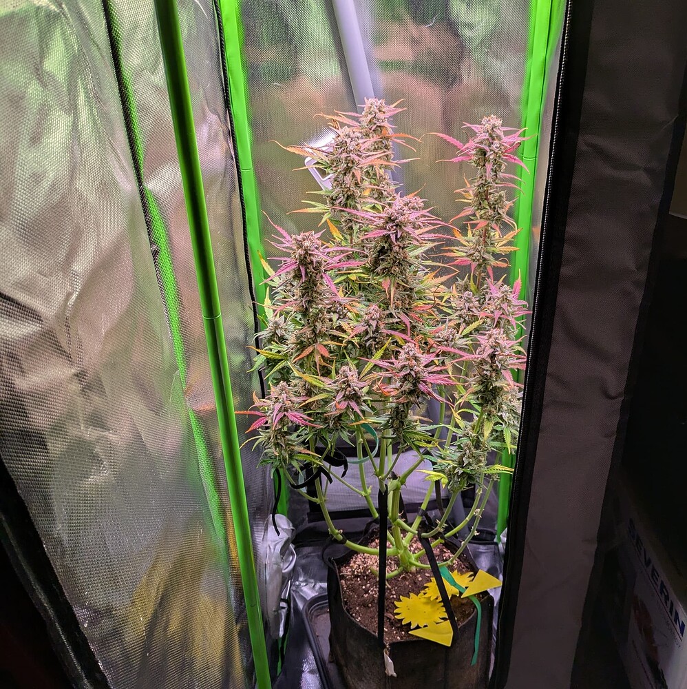 Growreport Bild 2