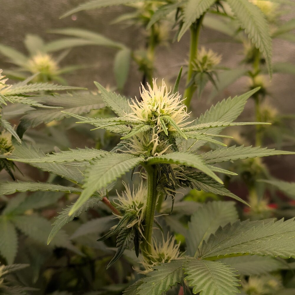 Growreport Bild 7