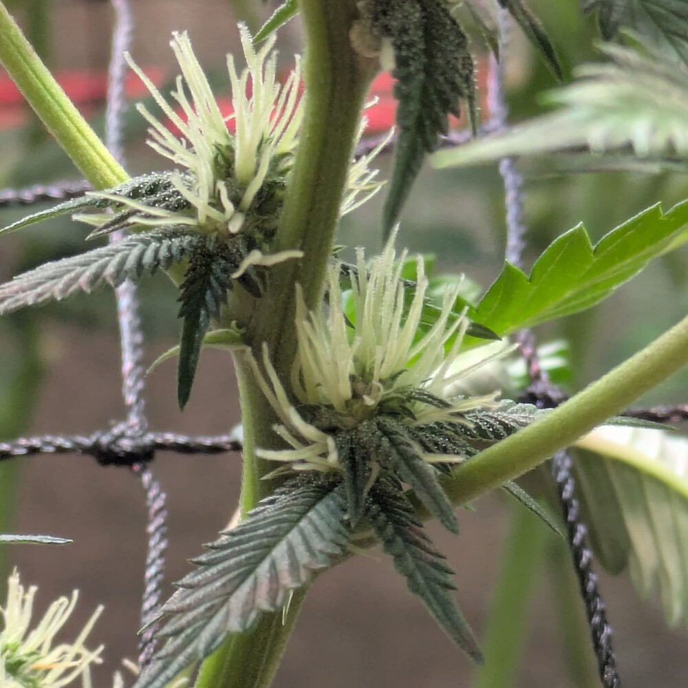 Growreport Bild 12