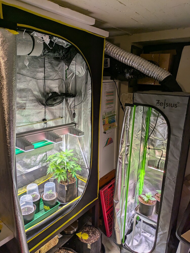 Zwei geöffnete Growboxen in einem Kellerraum, eine größere links und eine kleinere rechts, mit mehreren Cannabis-Pflanzen in verschiedenen Wachstumsstadien unter LED-Beleuchtung.