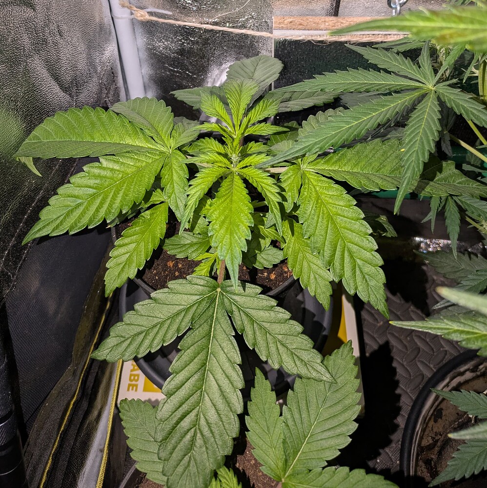 Growreport Bild 25
