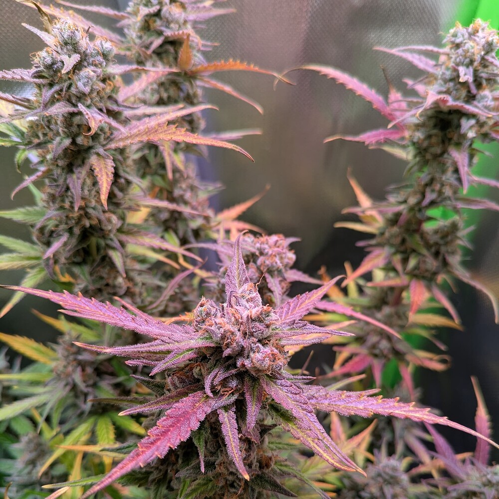 Growreport Bild 11