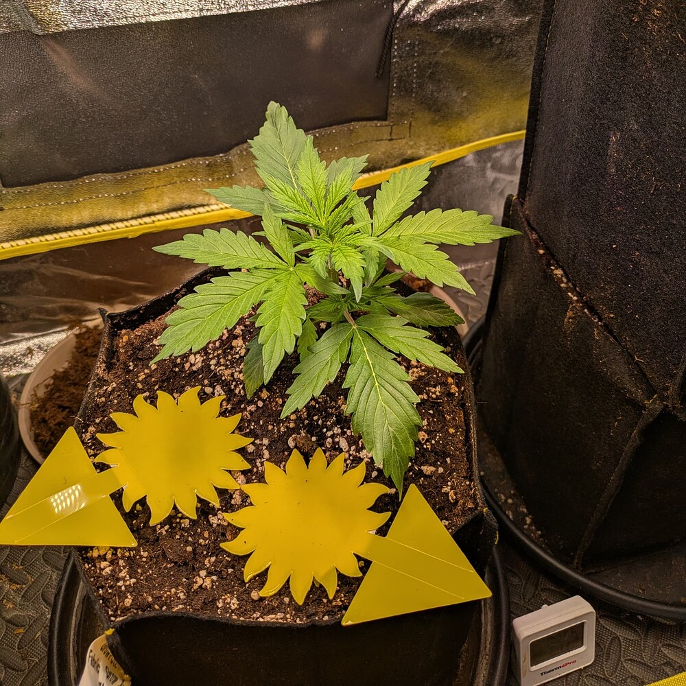 Eine junge Cannabispflanze in einem Stofftopf mit gelben Gelbstickern zur Schädlingsbekämpfung.