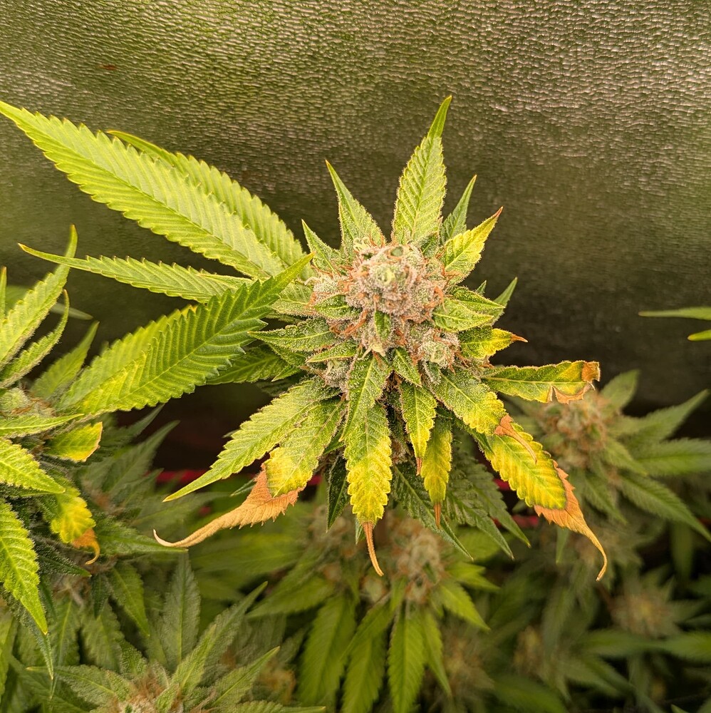 Growreport Bild 4