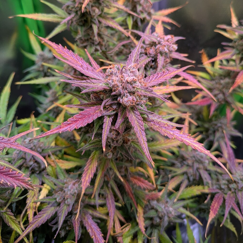 Growreport Bild 8