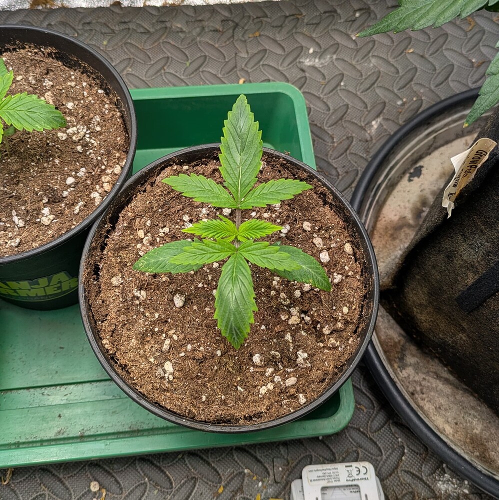 Growreport Bild 22