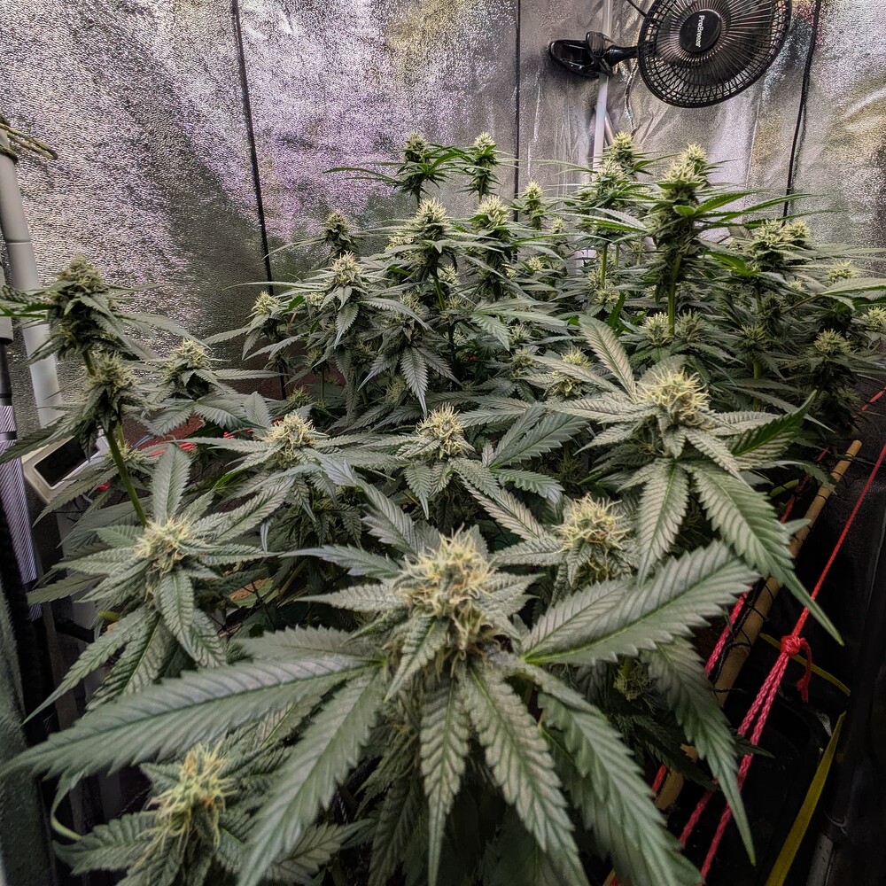 Growreport Bild 5
