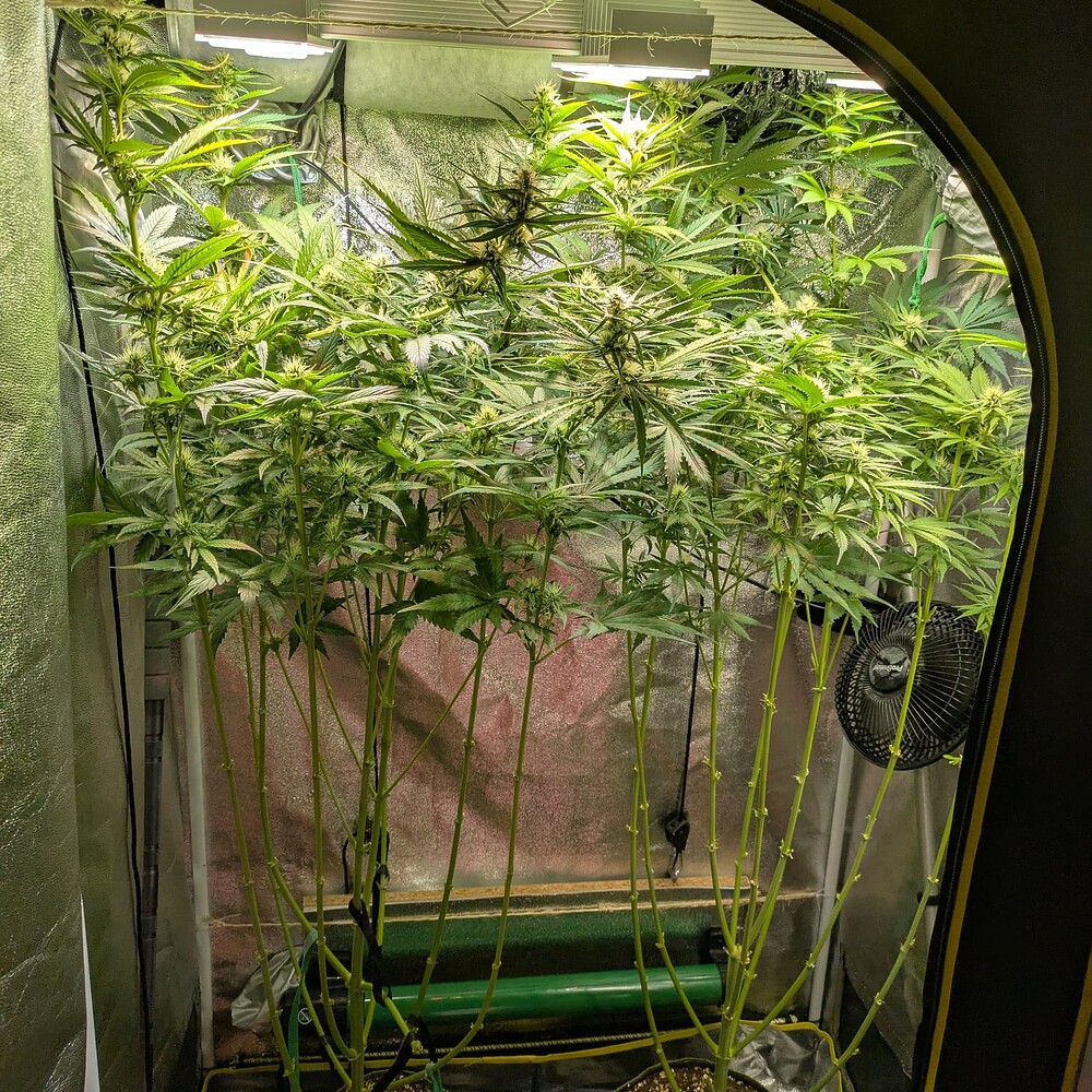 Growreport Bild 43