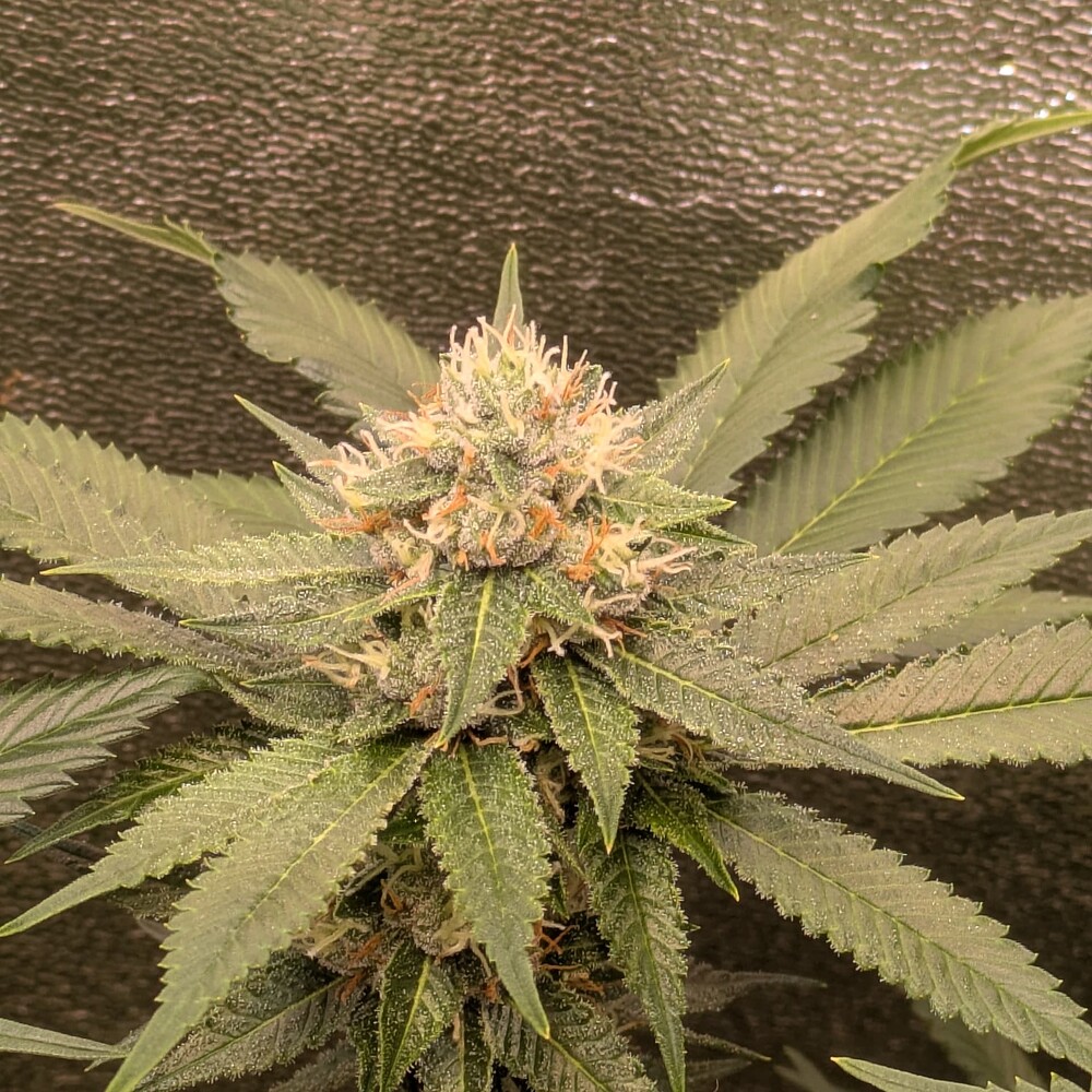 Growreport Bild 12