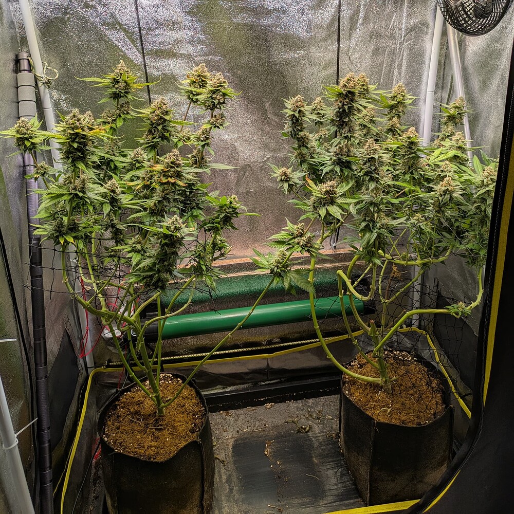 Growreport Bild 18