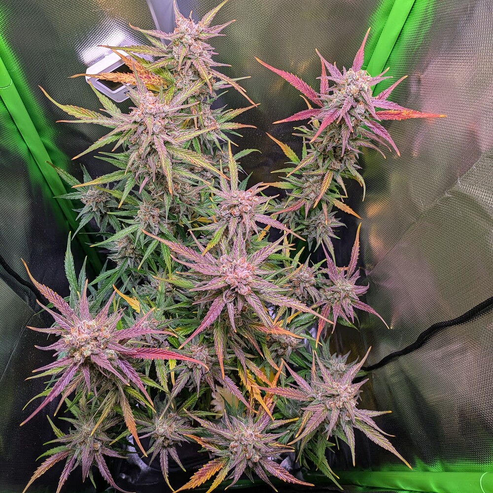 Growreport Bild 6