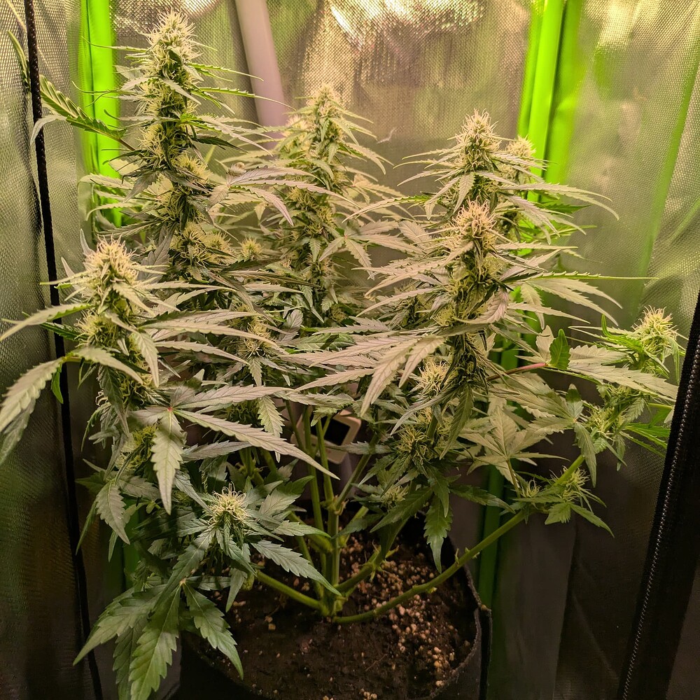 Growreport Bild 45