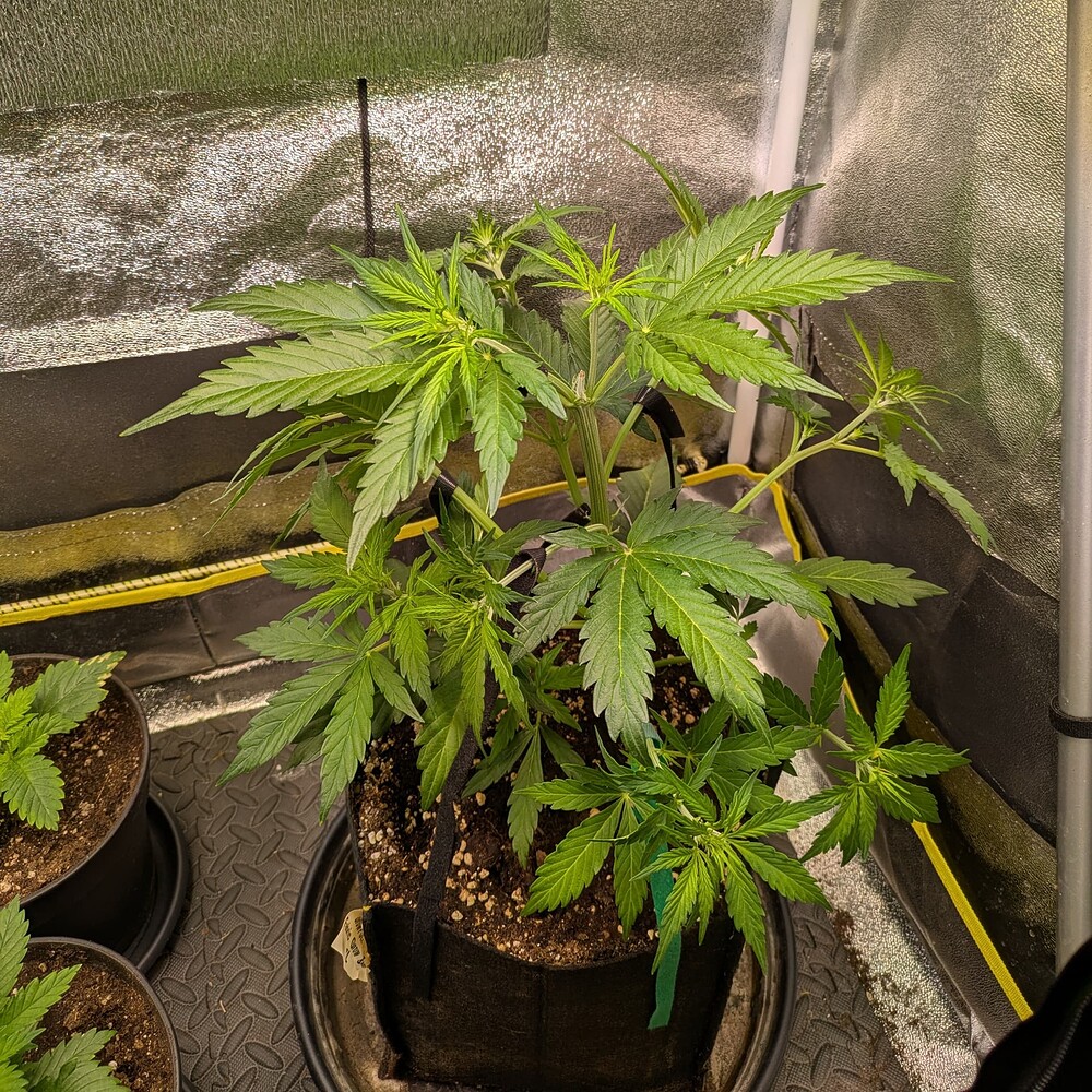 Eine Cannabis-Pflanze in einem Growzelt, die mit Bindern trainiert wurde, um in die Breite zu wachsen.