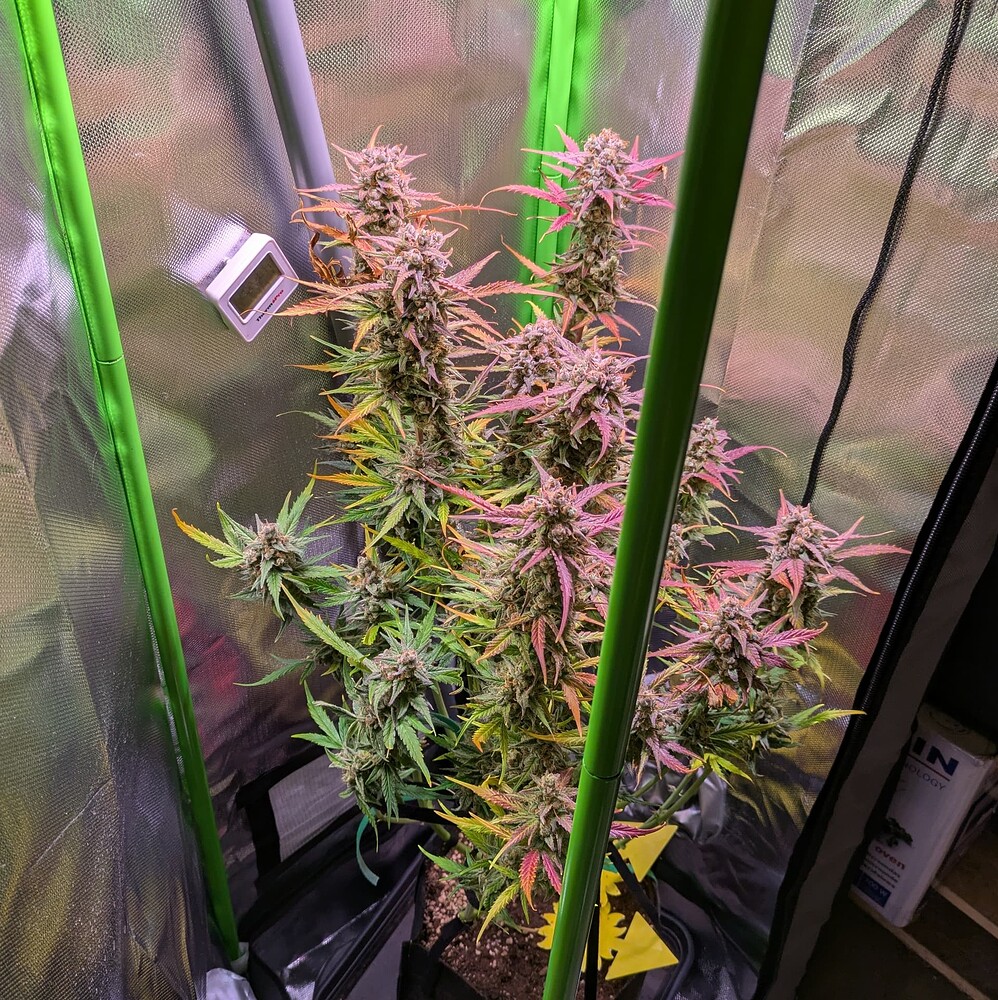 Growreport Bild 5
