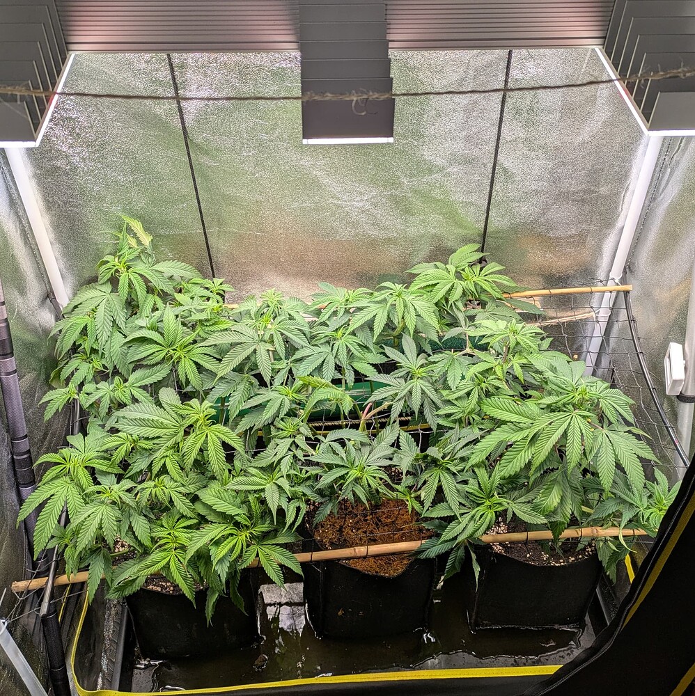 Growreport Bild 5