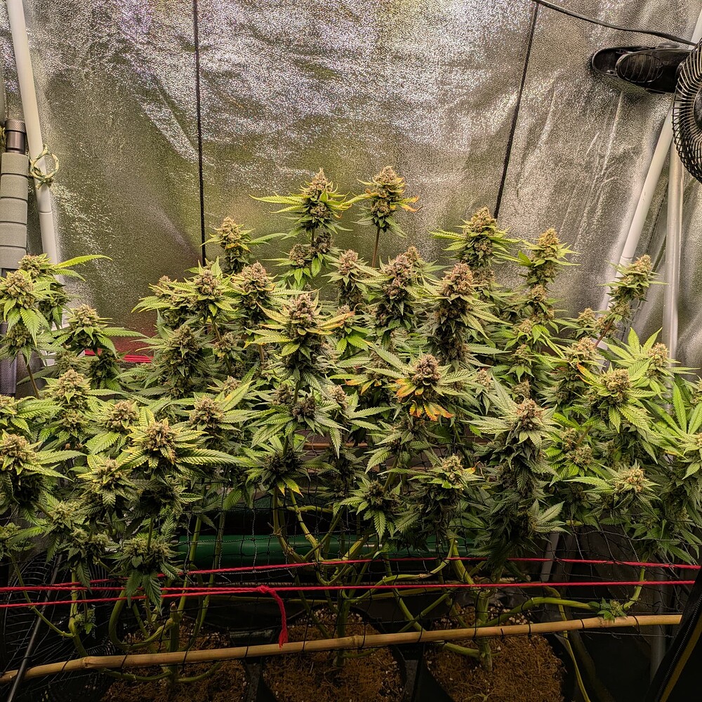 Growreport Bild 2