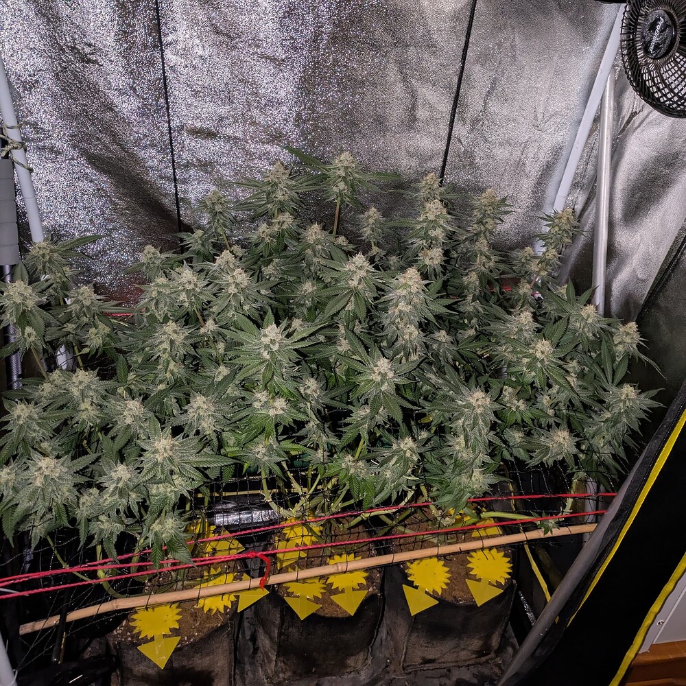 Growreport Bild 1
