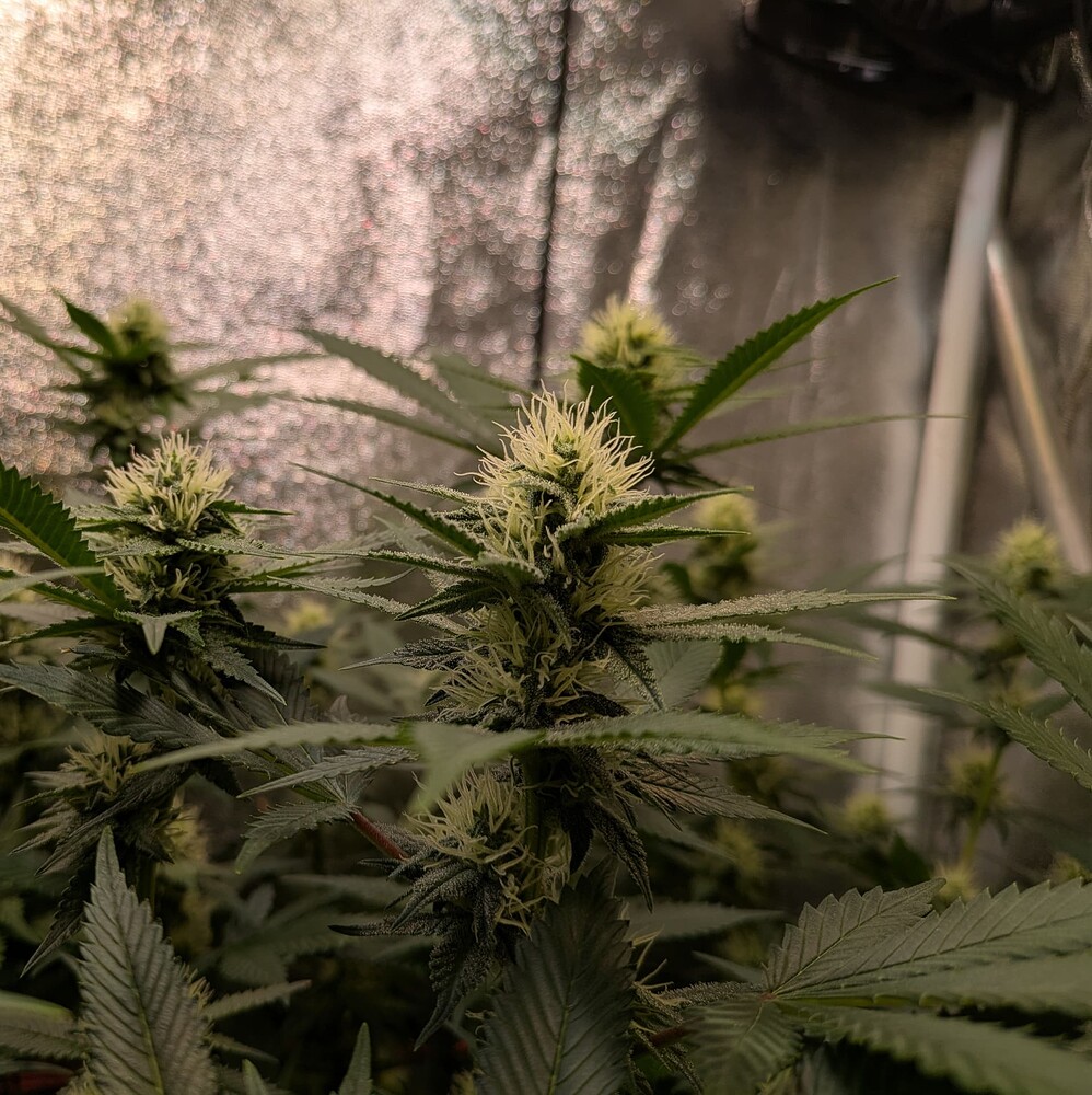 Growreport Bild 18